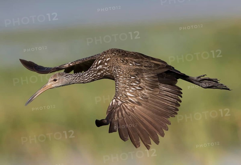 Limpkin (Aramus guarauna) flying, Florida, USA