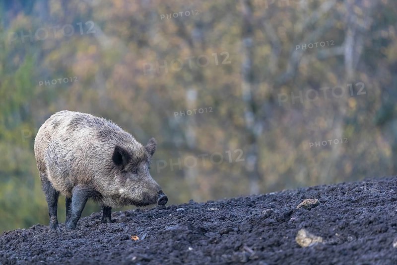 One wild boar or wild pig (Sus scrofa), walking over a muddy opening searching for food, with an autumnal colored forest in the background