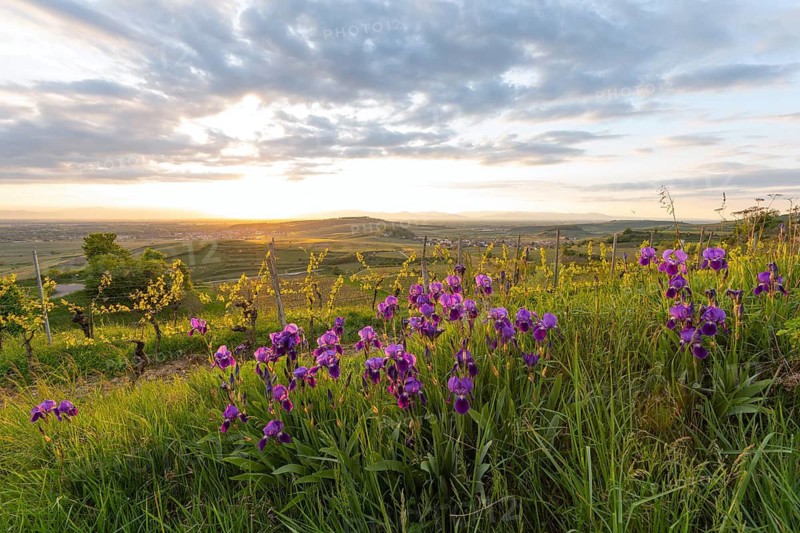 Purple irises (Iris) blooming in a vineyard at sunset. View from Mondhalde towards the Rhine Valley and Vosges Mountains. Vogtsburg, Germany