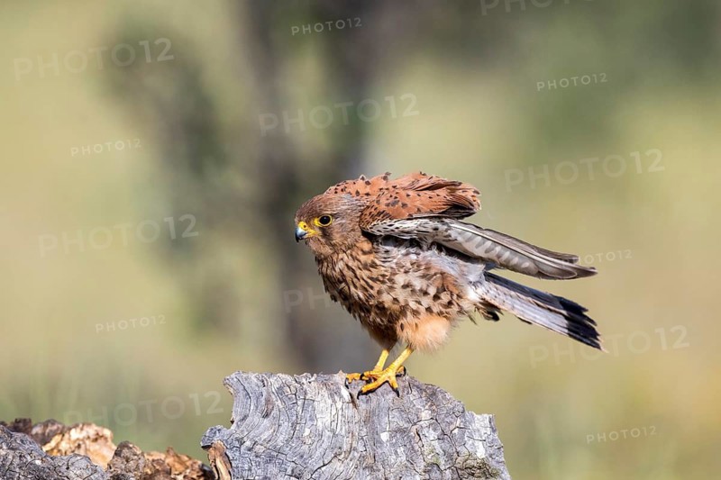Common Kestrel (Falco tinnunculus) male, Castile-La Mancha, Spain