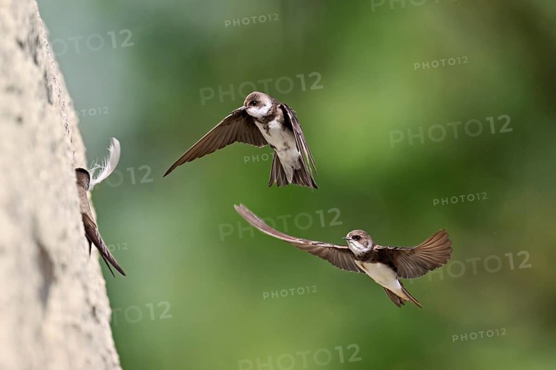 Sand martins (Riparia riparia), in flight, Reussegg nature reserve, Canton Aargau, Switzerland
