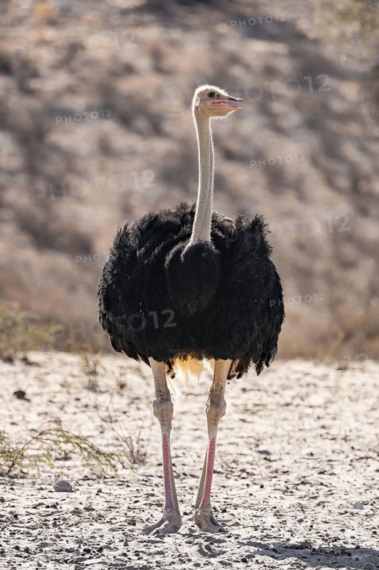Common ostrich (Struthio camelus), Kgalagadi Transfrontier National Park, Northern Cape, South Africa