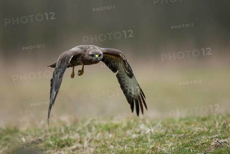 Accipitriformes, buzzard, buteo buteo, buzzard, buzzard, birds of prey, leo, raptor, raptors, birds