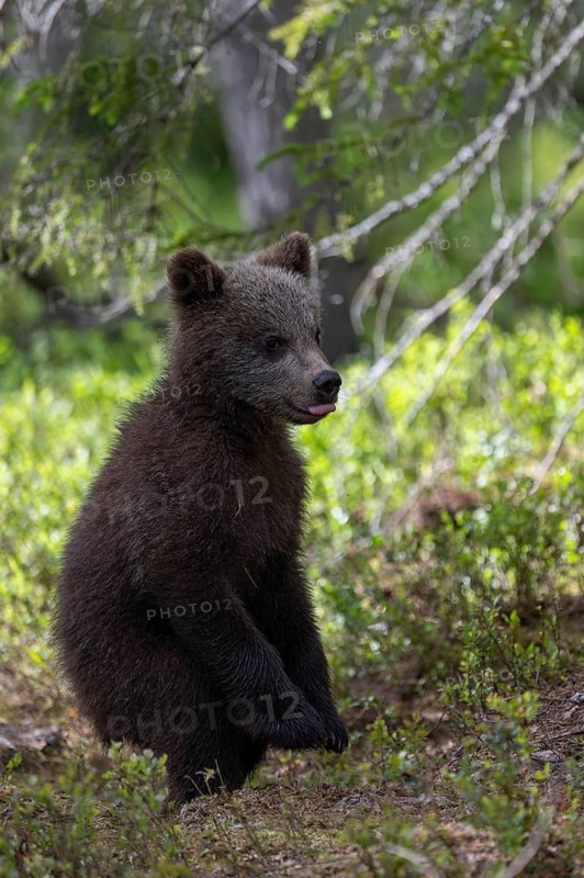European brown bear, Karelia, Finland