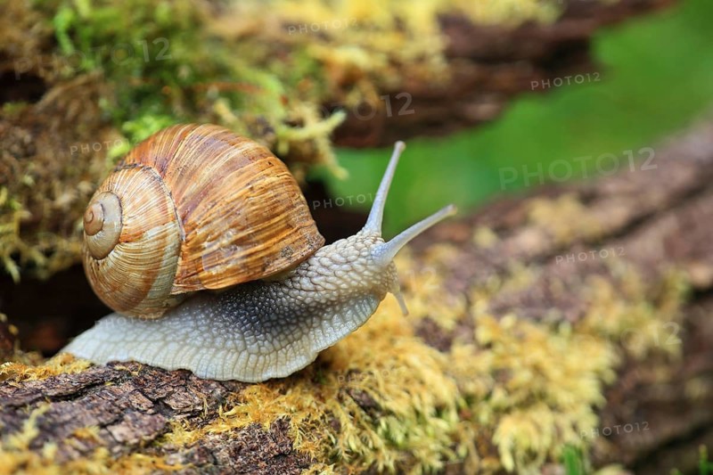 A brown snail crawls across moss-covered tree bark in its natural habitat, a Roman snail (Helix pomatia) on moss, Baden-Württemberg, Germany