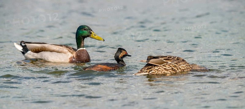 Anas platyrhynchos, black-necked grebe, mallard, podiceps nigricollis, black-necked grebe, mallard, anatidae, birds, ducks, ducks, ducks, grebes, podicipedidae, divers, birds, waterbirds, waterbirds
