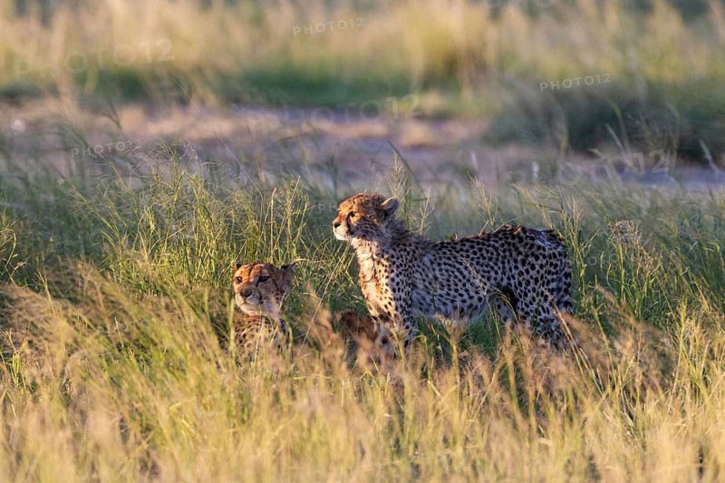 Cheetah (Acinonyx jubatus). Female on the left and cub. Kalahari Desert, Kgalagadi Transfrontier Park, South Africa