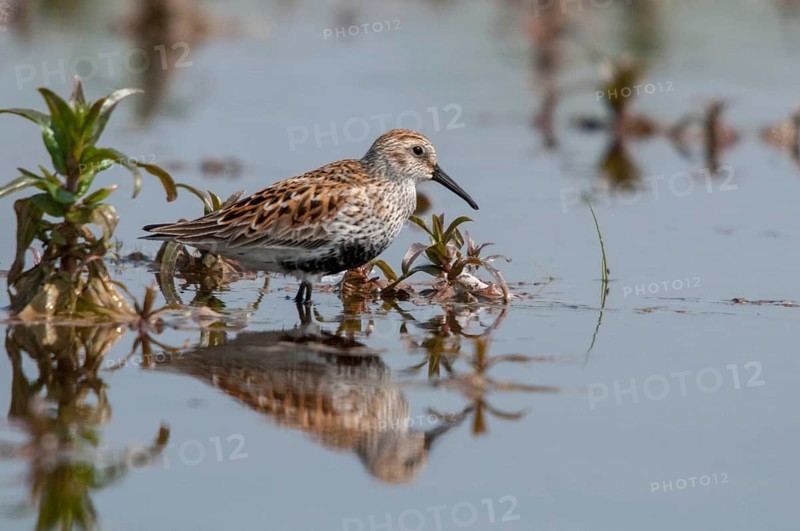 Alpine sandpipers, Calidris alpina, Dunlin, birds, charadriiformes, limikolen, mirror, snipe birds, scolopacidae, mirror image, birds, waders, waders