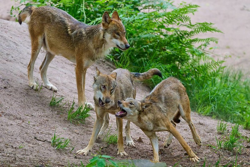 Wolves in an aggressive, confrontational stance on a sandy hill, summer, wolf (Canis lupus), Germany