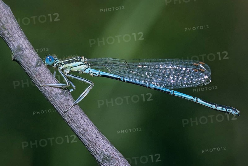 Azure damselfly, blue feather dragonfly, platycnemis pennipes, white-legged damselfly, damselflies, dragonflies, insects, leo, dragonflies, odonata, zygoptera