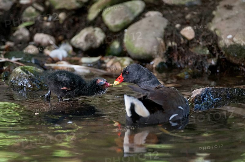 Gallinula chloropus, bog grouse, pond rail, birds, gruiformes, adolescent, juvenile, crane birds, rails, railings, rallidae, swamp chicken, birds, waterbirds, waterbirds, waterbirds, waterbirds, waterbirds, waterbirds, waterhen