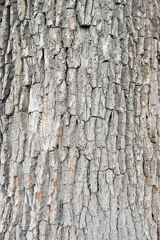 English oak (Quercus robur, Quercus pedunculata), bark detail, North Rhine-Westphalia, Germany