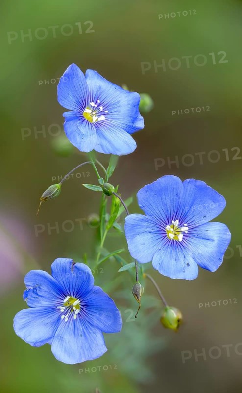 Asian Flax, Austrian Flax, Brandenburg, Germany, linaceae, Linaceae, Linum Austriacum, Nabu, Nabu project, national natural heritage, natural paradise Grünhaus, post-mining landscape, flora, green house, high size, portrait format, plants, Austrian linen