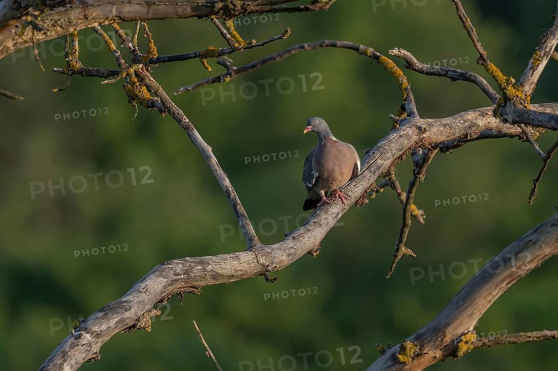 Common Wood Pigeon (Columba palumbus) sitting on a tree branch. It looks around. The tree stands on a green area. It is a sunny day. Kaiserstuhl, Germany