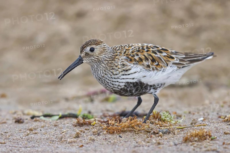 Dunlin (Calidris alpina) foraging, North Rhine-Westphalia, Germany