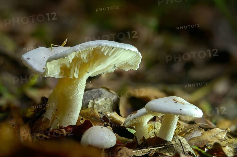 Collybia maculata, spotted pink porous, spotted turnip, rhodocollybia maculata, croup, spotted collybia, fungi, fungi, mushrooms