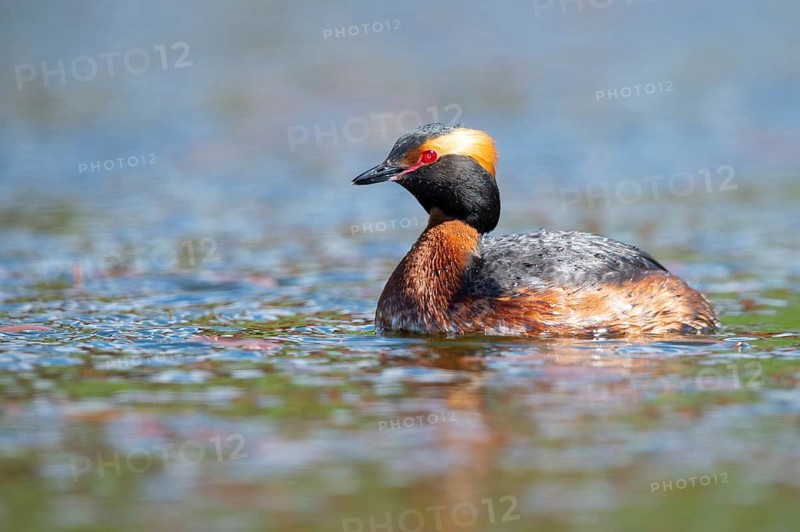 Slavonian grebe (Podiceps auritus) swimming on a lake, Västergötland, Falköping, Sweden