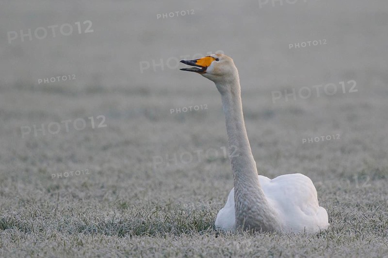 Whooper Swan (Cygnus cygnus), North Rhine-Westphalia, Germany