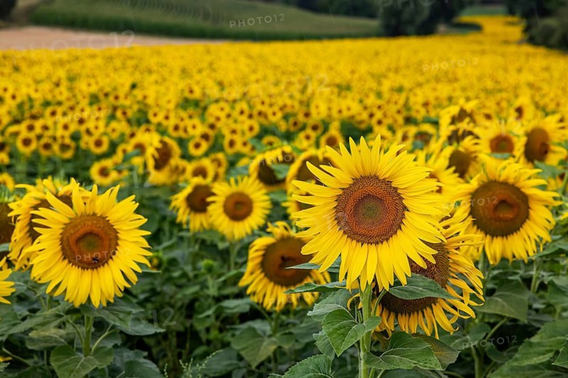 Sunflowers (Helianthus annuus) in bloom in a field near Rottenburg. Rottenburg am Neckar, Baden-Württemberg, Germany