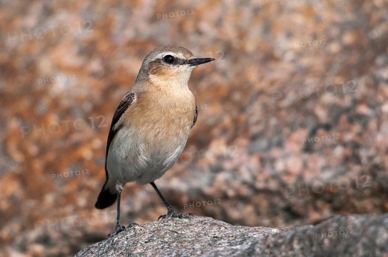 Brandenburg, Germany, national natural heritage, Grünhaus natural paradise, oenanthe oenanthe, Steinschmätzer, wheatear, post-mining landscape, birds, female, green house, passeri, songbirds, birds, female