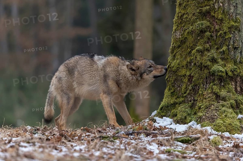 One young male eurasian gray wolf (Canis lupus lupus) walking over a forest floor with dead brown leaves and some snow on the ground