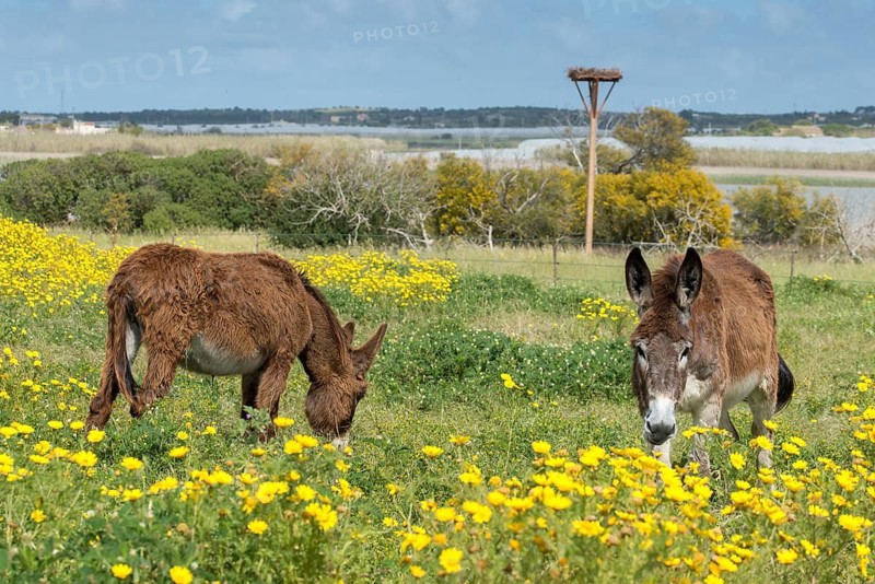 Donkey, Equus asinus, donkey, even-toed ungulate, granelli, house donkey, Italy, Pantano Cuba lagoon, odd-toed ungulates, Pantani Cuba and longarini, perissodactyla, Ragusana donkey, migratory bird sanctuary Pantani Cuba & longarini, domesticated animals, pet, Italy, mammals, nesting aid, Sicily, Foundation for Biodiversity, stork nesting aid, mammals, unpaired ungulates