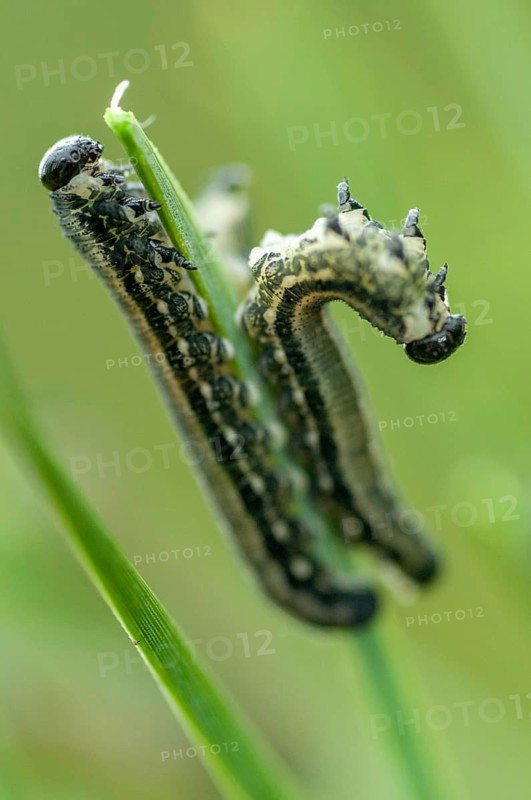 Diprioninae spec., hymenoptera, pine bush leaf wasp, high size, portrait, inchworm, insects, caterpillar