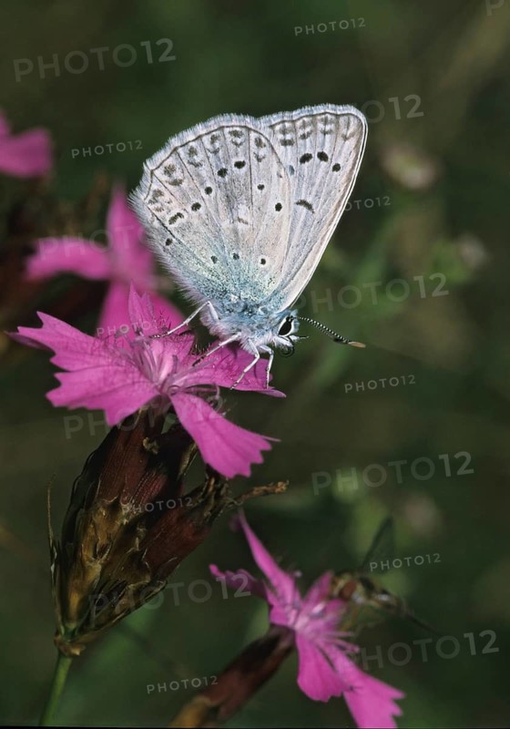 Meleager's Blue, Polyommatus Daphnis, Tooth Wing Blue, Butterfly, High Size, Portrait, Insects, Butterfly, Butterflies