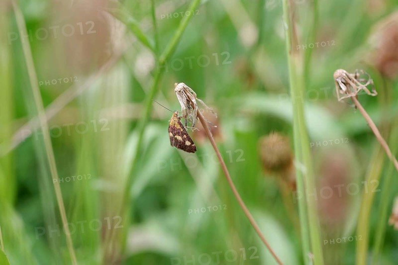 Purple-red moth (Pyrausta purpuralis), macro, small, colourful, meadow, the moth is perched on a withered flower stalk