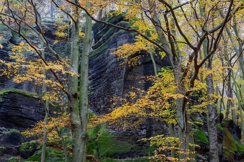 Autumnal colorful beech forest and sandstone cliffs, Großer Winterberg, Saxon Switzerland National Park, Saxony, Germany, November 2019