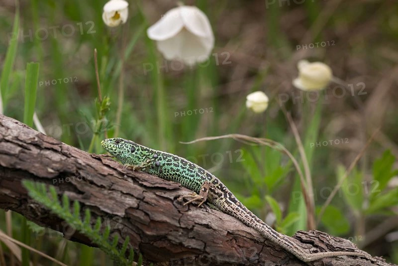 Lacerta agilis, sand lizard, sand lizard, critters, lizards, reptiles, lizards, males, reptilia, reptiles