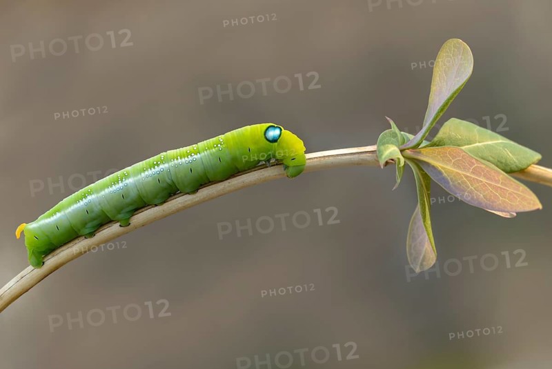 Army green moth, daphnis nerii, oleander hawk-moth, oleander swarmers, inchworm, insects, moths, moths, moths, caterpillars, butterflies