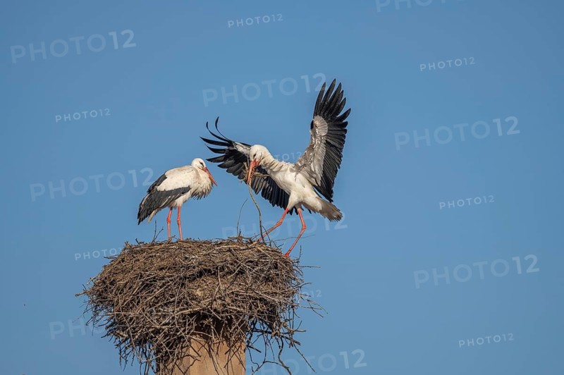 Two white storks (ciconia ciconia) can be seen in a tree. One is on the nest while the other arrives flying. It is spring and the sky is blue. Lower Rhine, Alsace, France