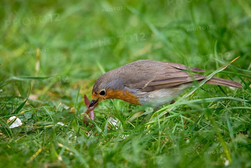 Erithacus rubecula, robin, robins, birds, foraging, foraging, passeri, earthworm, songbirds, birds