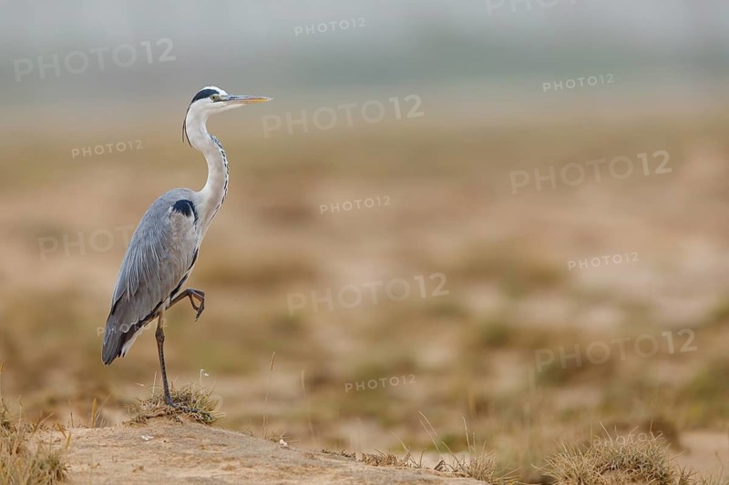 Grey grey heron (Ardea cinerea), Foraging, Boat Trip, Tiszaalpár, Kiskunsági National Park, Bács-Kiskun, Hungary
