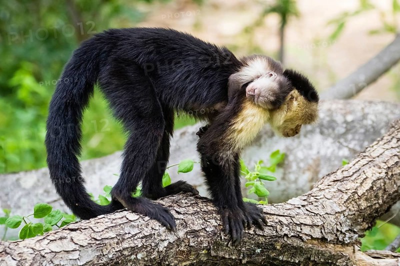 Central America, Costa Rica, (Cebus capucinus), capuchin monkey, white-shouldered capuchin monkey, animals, mammals, monkey, primates, Palo Verde