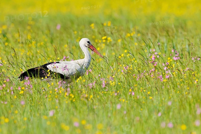 White stork (Ciconia ciconia) in a flowering meadow, Baden-Württemberg, Germany