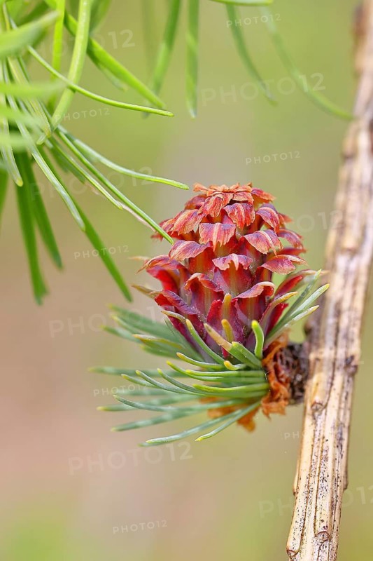Female flower of larch (Larix decidua), larch blossom, growing into cones, close-up, spring, spring, Wilnsdorf, North Rhine-Westphalia, Germany