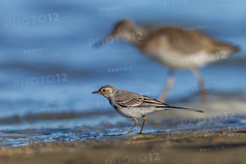 Using different strategies, a juvenile, fully-fledged white wagtail (Motacilla alba) and a juvenile, fully-fledged redshank (Tringa totanus) search for small prey on the shore of a lake, young bird, sweet, cute, independent, July, Germany