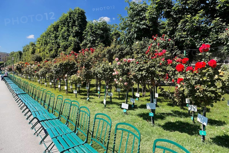 Chairs, row of chairs, rose blossom, Volksgarten, park, French Baroque, Ringstraße, 1st district of Vienna, Innere Stadt, Vienna, Austria