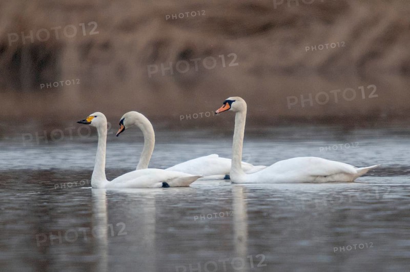 Tundra Swan, cygnus bewickii, cygnus olor, mute swan, tundra swan, anatidae, birds, duckbirds, mute swan, swan, swans, swans, birds, waterbirds