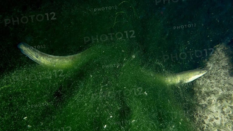A European eel (Anguilla anguilla) hides between green algae in dark water, dive site Klosterinsel, Rheinau, Canton Zurich, Rhine, High Rhine, Switzerland, Germany
