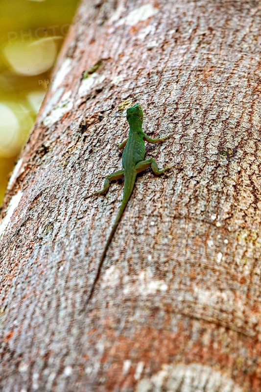 A close-up shot shows a green lizard climbing up a tree trunk, revealing its slender body, an anole in the Amazon Basin near Rurrenabaque in Bolivia (fringed-finger lizards)