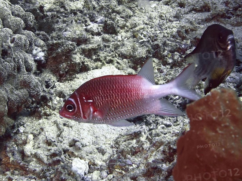 Silver-spotted hussar (Sargocentron caudimaculatum) in a coral-rich underwater landscape, Close Encounters dive site, Permuteran, Bali, Indonesia