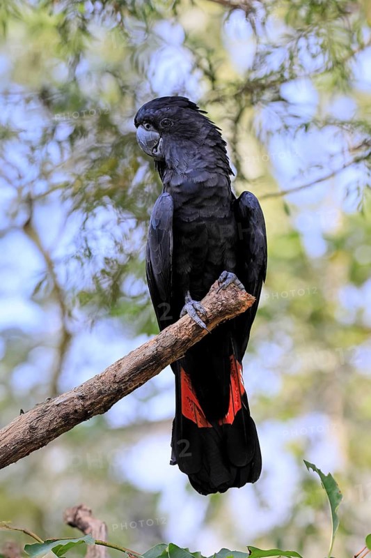 Red-tailed Cockatoo (Calyptorhynchus banksii), Banks' Cockatoo, adult, male, perch, alert, Australia