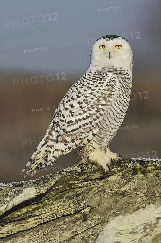 Snowy Owl (Bubo scandiacus), British Columbia, Canada