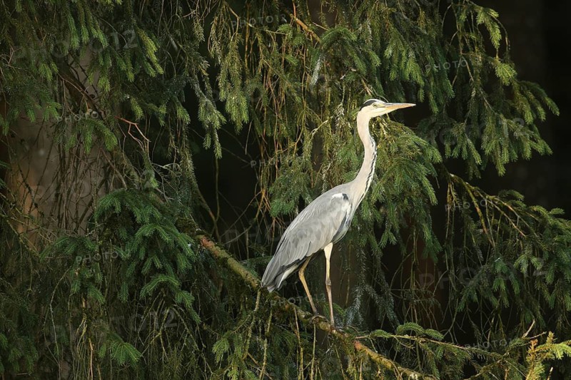 Grey heron (Ardea cinerea) on its roosting tree in the first light of dawn, Allgäu, Bavaria, Germany
