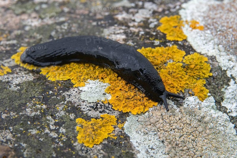 Arion Rufus, Arionidae, big red snail, red slug, red snail, snails, gastropods, mollusca, snails, snails, molluscs