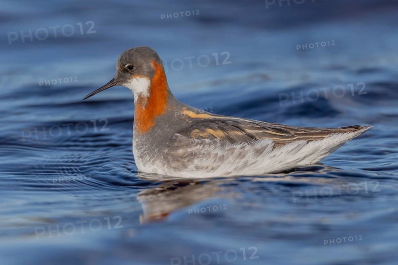 Odin's chicken (Phalaropus lobatus), in splendour, hunting insect larvae, Vadsö, Varangerfjord, Norway