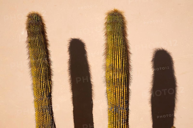 Two oblong cacti cast long shadows on a bright wall in direct sunlight, Florence, Tuscany, Italy